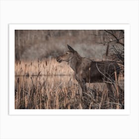 Adolescent Moose In Swamp Art Print