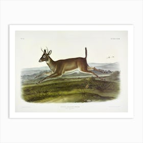  Long Tailed Deer, John James Audubon Art Print
