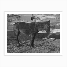 Blind And Thin Horse On Glen Cook S Farm Near Smithland, Iowa By Russell Lee Art Print