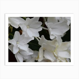 White Flowers Poster