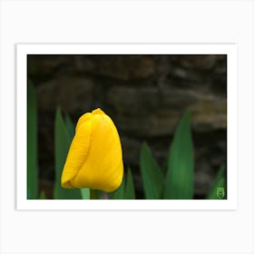 Yellow Tulip 20210502 15ppub Art Print