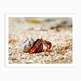Hermit crab in a seashell on the move Art Print