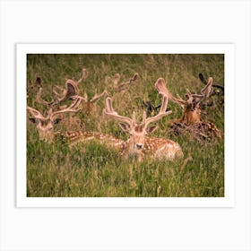 Deer In The Grass Art Print