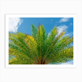 Florida Palm Art Print