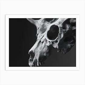 Skull Of A Deer Art Print