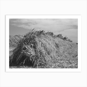 Large Stack Of Kaffir Corn To Be Used For Feed For Cows At Dairy, Tom Green County, Near San Angelo, Texas By Art Print
