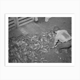 Untitled Photo, Possibly Related To Field Beets Which Will Be Used For Cattle Feed By Dairy Farmer, Tillamook County Art Print
