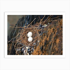 Bird'S Nest 1 Art Print