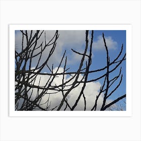 Tree Branches Against A Blue Sky 1 Art Print