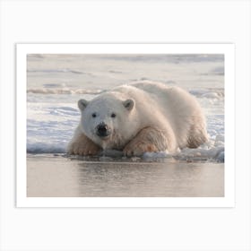 Polar Bear Hunting Art Print