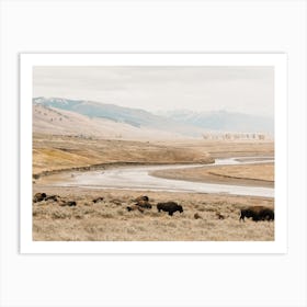 Bison Near River Art Print