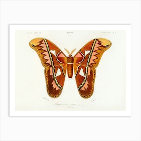 Attacus Atlas Moth (Attacus Aurora), Charles Dessalines D'Orbigny Art Print