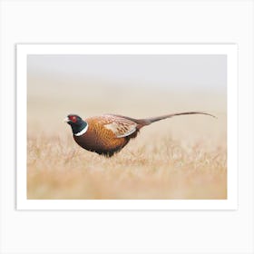 Pheasant In Field Art Print