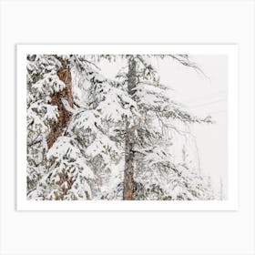 Snow Covered Tree Branches Art Print