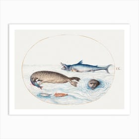 Shark, Seals And Fish (1575–1580), Joris Hoefnagel Art Print