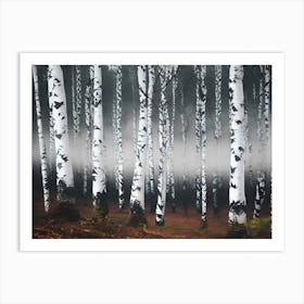 Birch Forest 78 Art Print