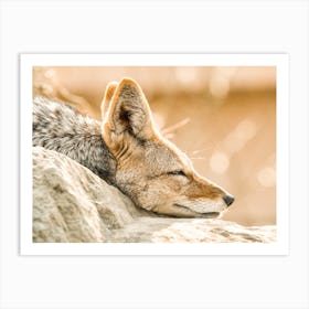 Sleeping Coyote Art Print