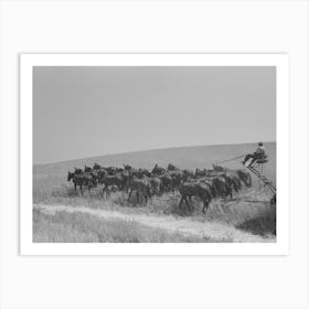 Walla Walla County, Washington, Farmer And The Mule Which Pull The Combine Through The Wheat Field By Russell Lee Art Print