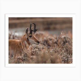 Rainy Day Pronghorn Art Print