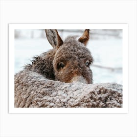 Snowy Donkey Art Print