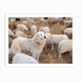 Great Pyrenees Dog And Sheep Art Print