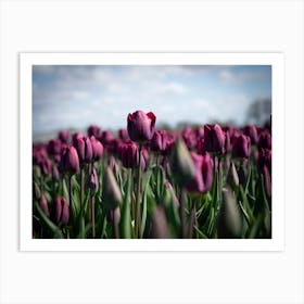 Dark floral purple tulips in a field at sunset in the Netherlands - flowers in nature - travel photography by Christa Stroo Photography Art Print