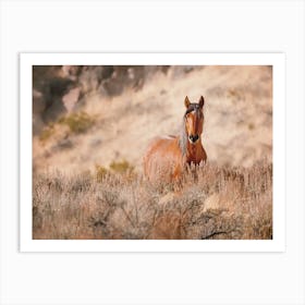 Horse In The Desert Art Print