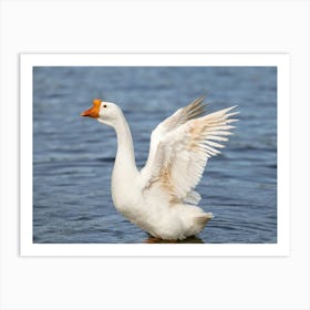 swan goose Art Print