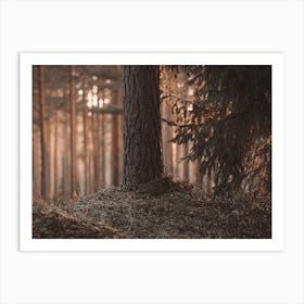 Sun Peeking Through Trees Art Print