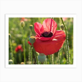 Red poppy blossom with beauty spot Art Print