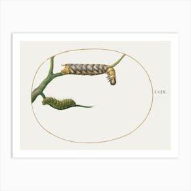 Emperor Moth Caterpillar With A Second Caterpillar On A Branch (1575–1580), Joris Hoefnagel Art Print