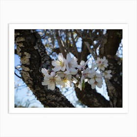 Blossoming almond tree with white flowers Art Print