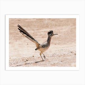 Desert Roadrunner Bird Art Print