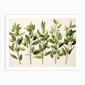 Olives On A Branch Art Print