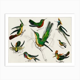 Collection Of Various Birds, Oliver Goldsmith Art Print
