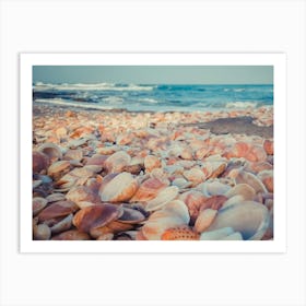 Sea Shells On The Beach 5 Art Print