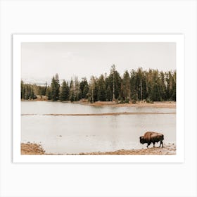 Lakeside Bison Art Print
