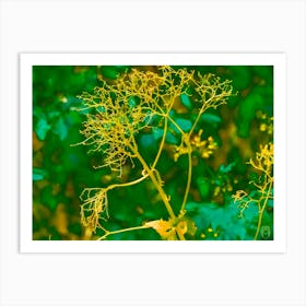 Yellow Dandelion 202308181244221rt1pub Art Print