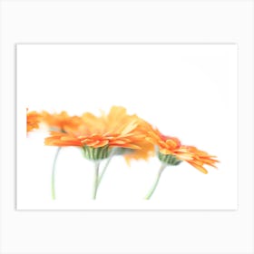 Blooming beauties peach gerberas in pastel orange and white stillife - modern flowers, nature photography by Christa Stroo Art Print