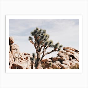 Desert Joshua Tree Art Print