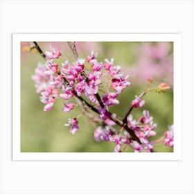 Springtime Buds In Pink Art Print