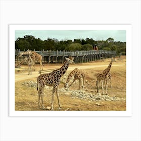 Giraffes At The Zoo Art Print