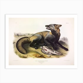 American Cross Fox, John James Audubon Art Print