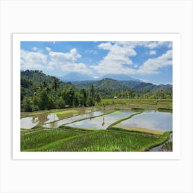 Rice Fields Art Print