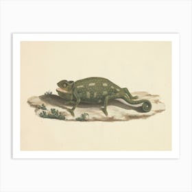 Unidentified Chameleon, Luigi Balugani Art Print