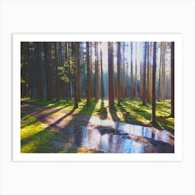 Sunrise In The Forest 2 Art Print