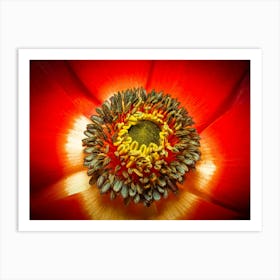 Red Poppy Art Print