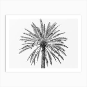 Palm In Sicily, Italy Art Print