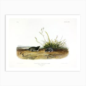 Shrew Mole, John James Audubon Art Print