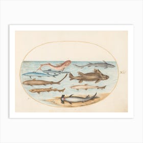 Aquatic And Shellfish Animals, Joris Hoefnagel (6) Art Print